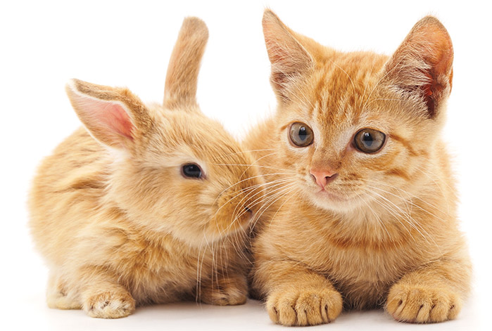 animaux lapin chats