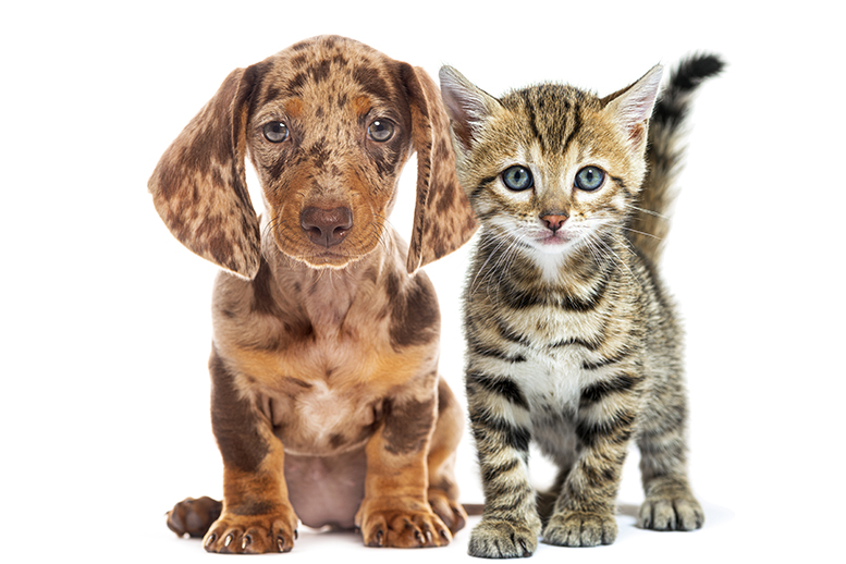 assurance animaux agria