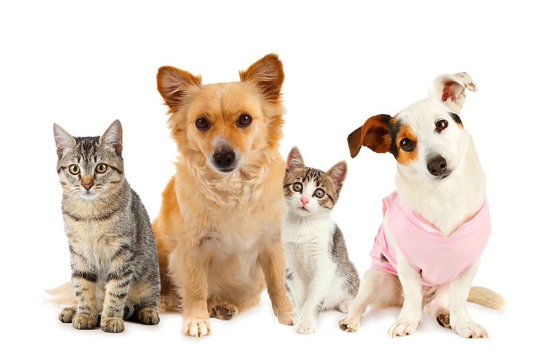 assurance animaux carrefour