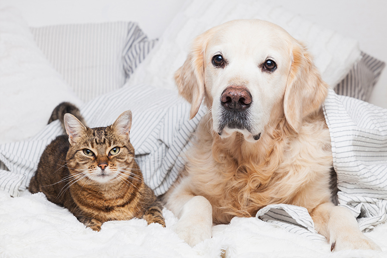 assurance animaux dalma