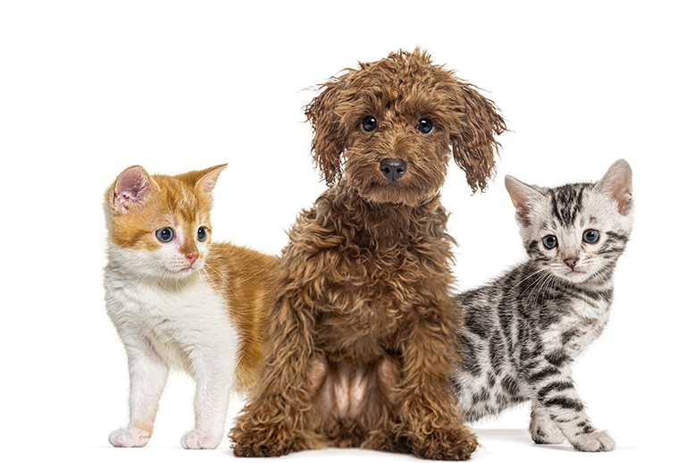 assurance animaux fidanimo