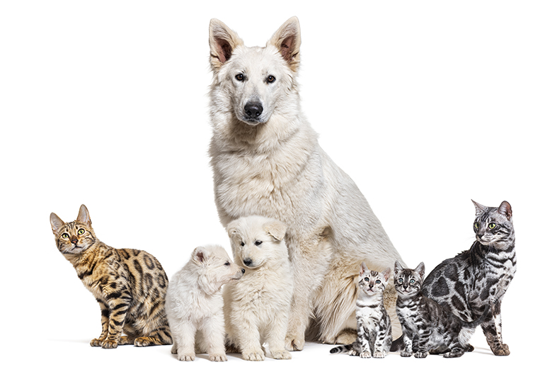 assurance animaux Pacifica