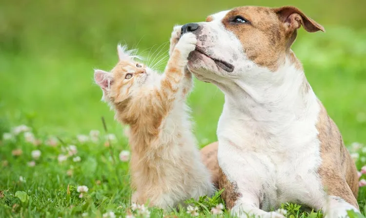 Tarif Assurance Animaux Chien Chat Pas Cher